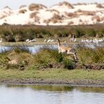 Vista del espacio natural protegido de Doñana, en Huelva