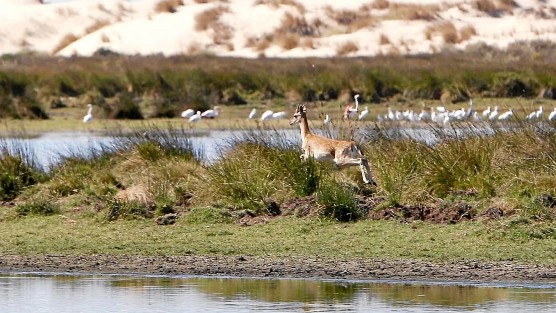 Vista del espacio natural protegido de Doñana, en Huelva