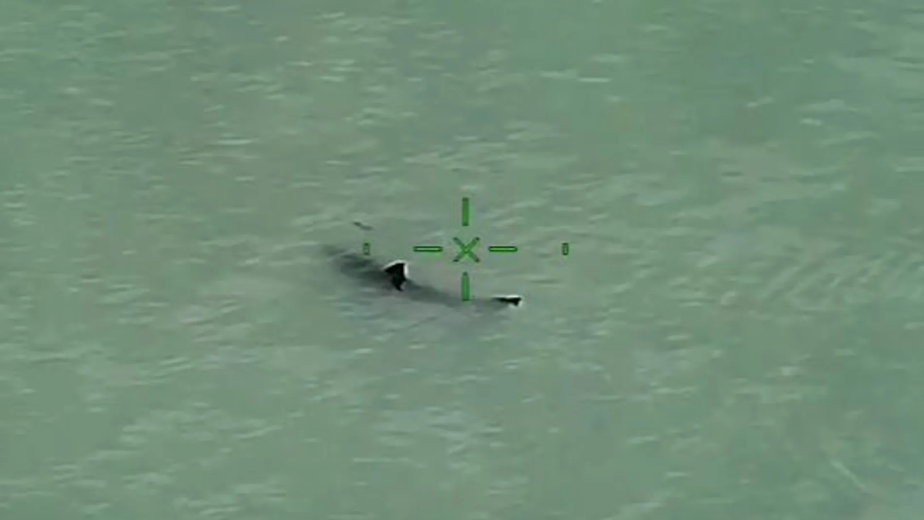 Uno de los tiburones avistados por el helicóptero