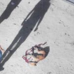 Algunos de los galgos robados han sido sacrificados de manera cruel