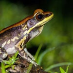 Una rana de la variedad de Hydrophylax, similar a la subespecie utilizada en la investigación