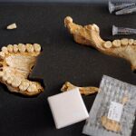 Restos dentales de antepasados, en una de las múltiples investigaciones realizadas sobre nuestros antepasados / Efe
