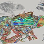 Imagen ganadora de la anatomía de la mosca común