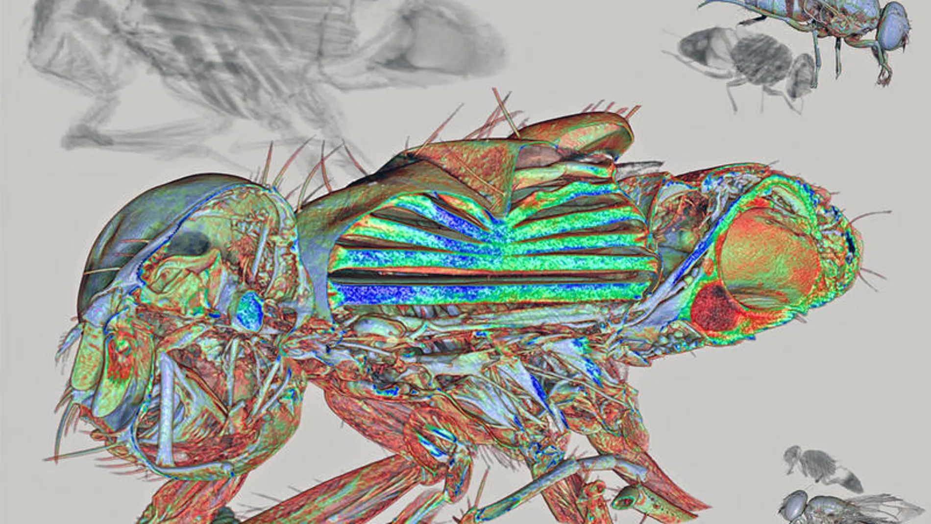 Imagen ganadora de la anatomía de la mosca común