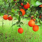 Un naranjal para conocer: La agricultura ecológica de cerca