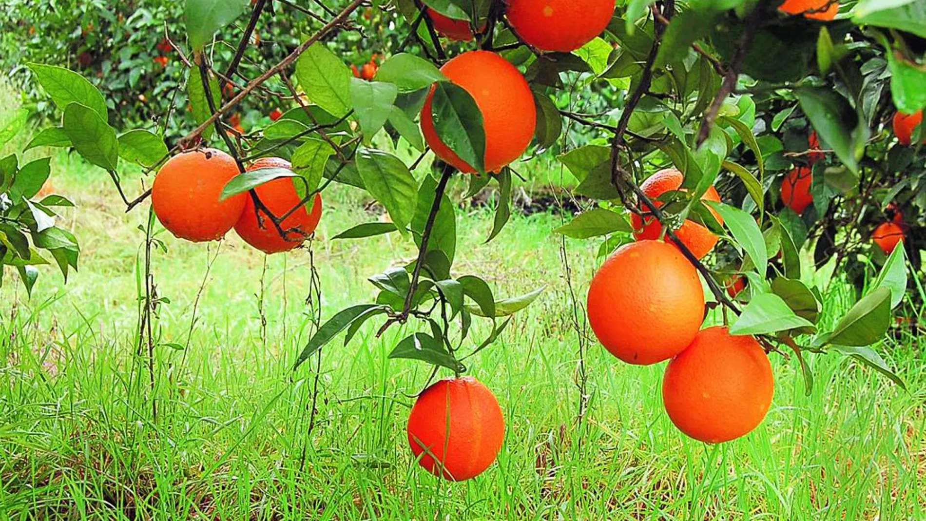 Un naranjal para conocer: La agricultura ecológica de cerca