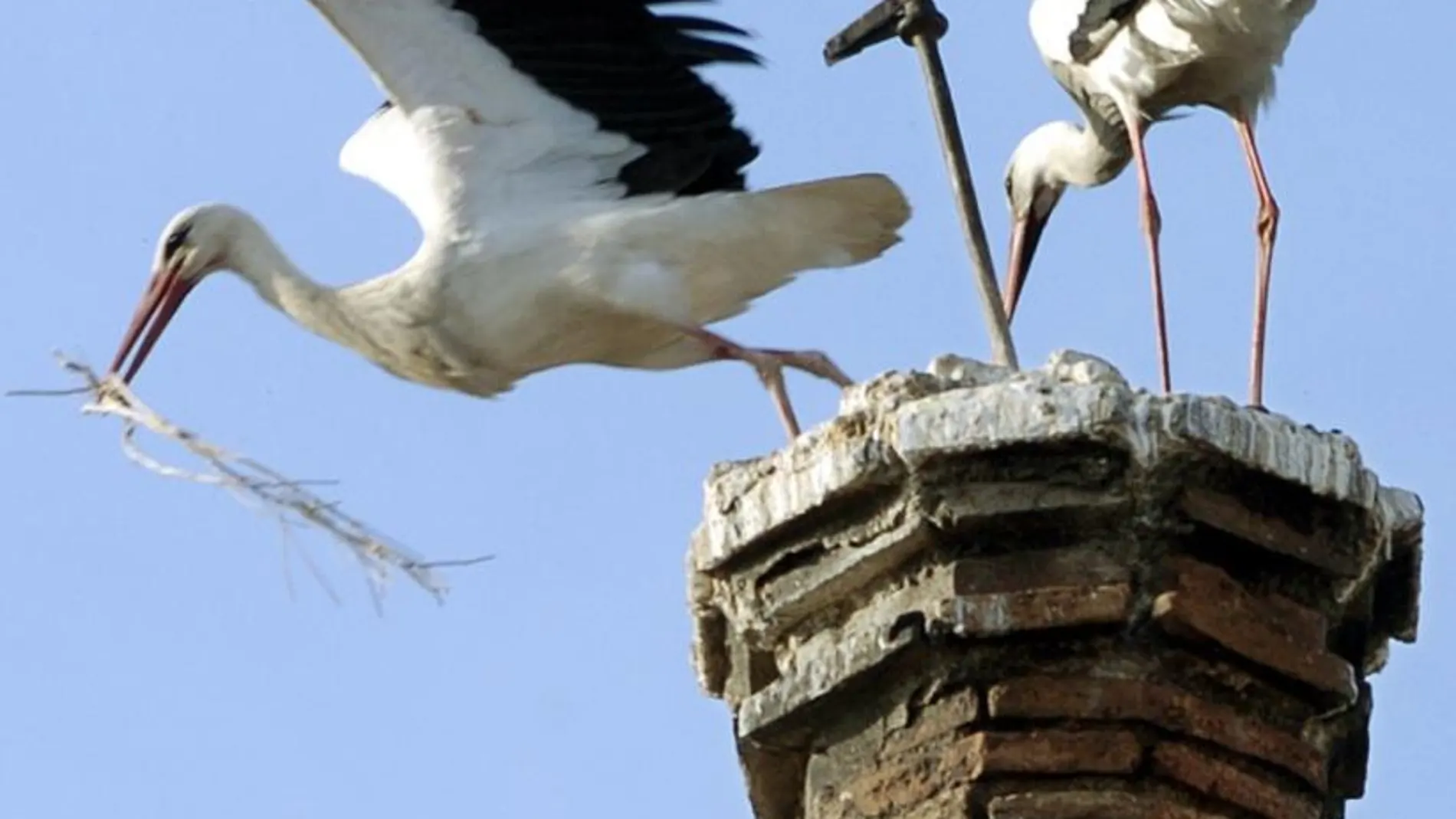 La cigüeña blanca, una de las muchas especies que ha modificado sus rutas. En la imagen, dos ejemplares en Tudela (Navarra)