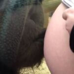 Momento en el que el orangután besa la barriga de Kayley