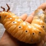 El hipnótico vídeo de la evolución de un escarabajo hércules arrasa en Facebook