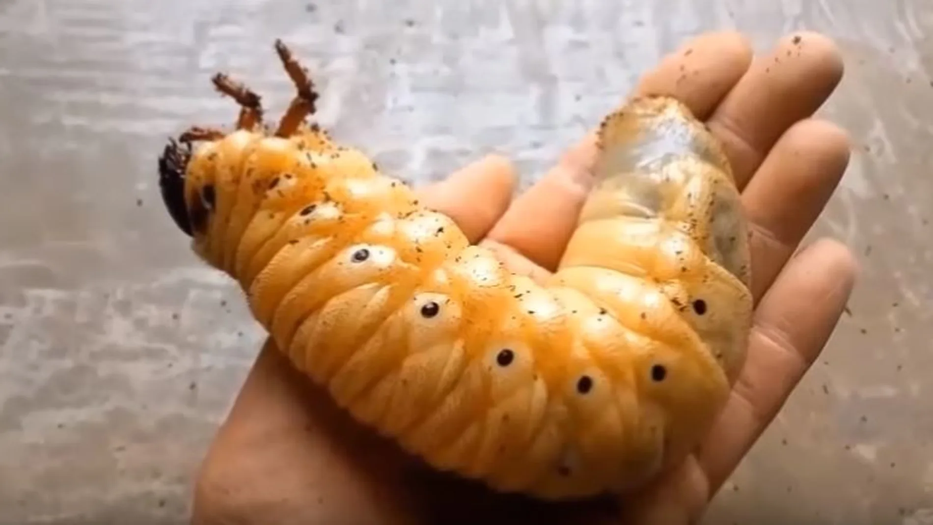 El hipnótico vídeo de la evolución de un escarabajo hércules arrasa en Facebook