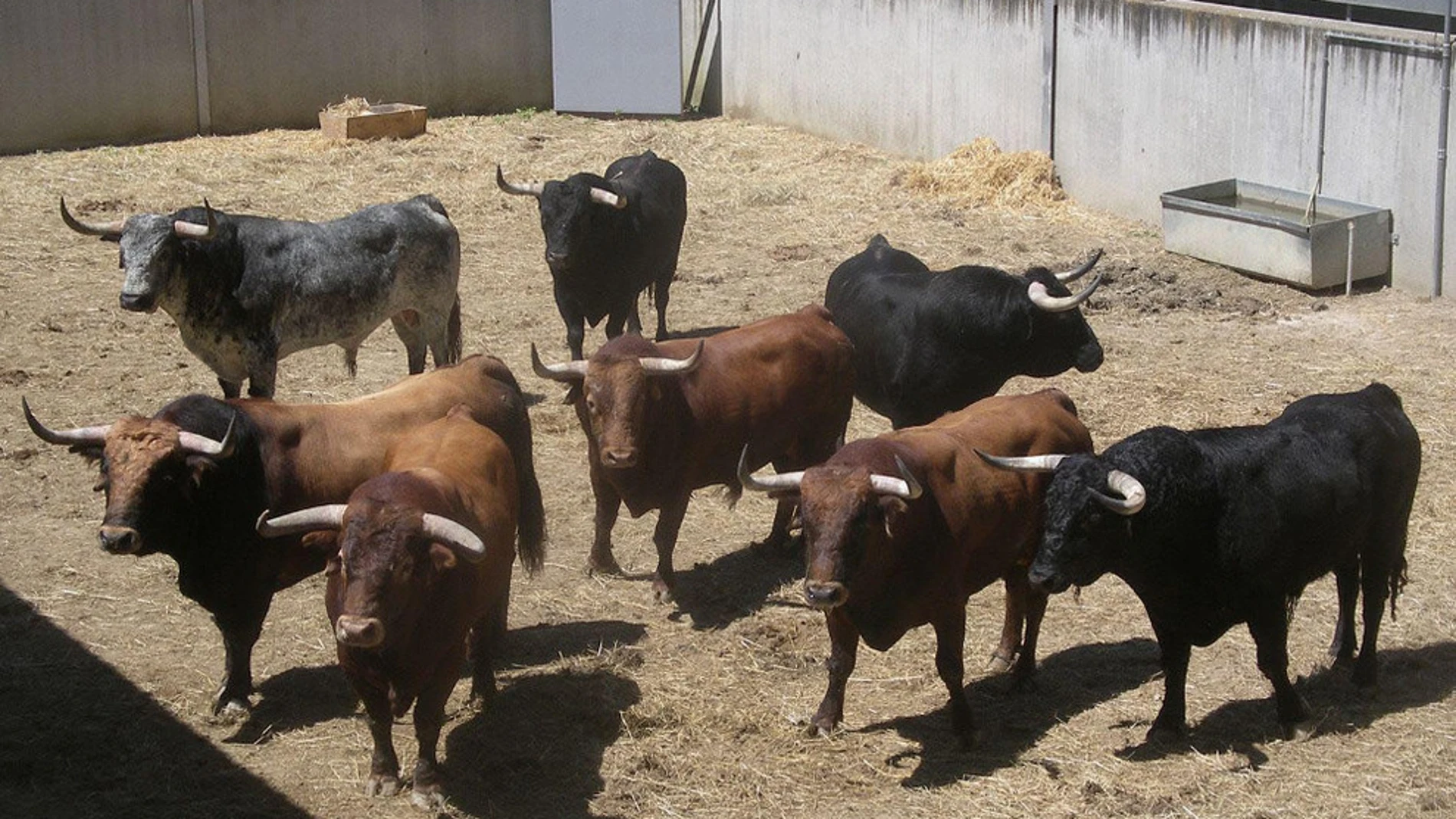 Los toros de Cebada Gago de este año que se rechazaron para correr por las calles de Pamplona