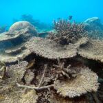 «El cien por ciento de los corales se han blanqueado y no se sabe cuántos se recuperarán», lamentan los expertos. En la imagen, tomada el pasado mes de noviembre, corales de la Gran Barrera dañados