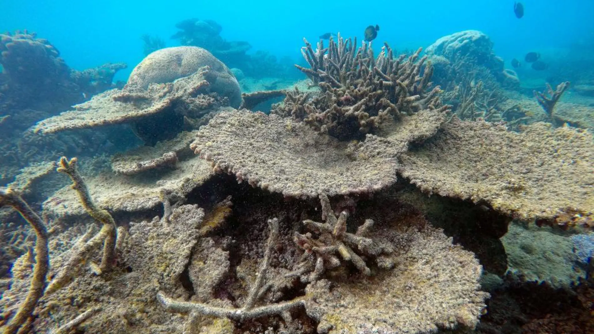 «El cien por ciento de los corales se han blanqueado y no se sabe cuántos se recuperarán», lamentan los expertos. En la imagen, tomada el pasado mes de noviembre, corales de la Gran Barrera dañados