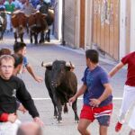 Uno de los toros que se adelantó a la manada durante el recorrido urbano por las calles de Cuéllar posibilitó bonitas carrereas de los participantes