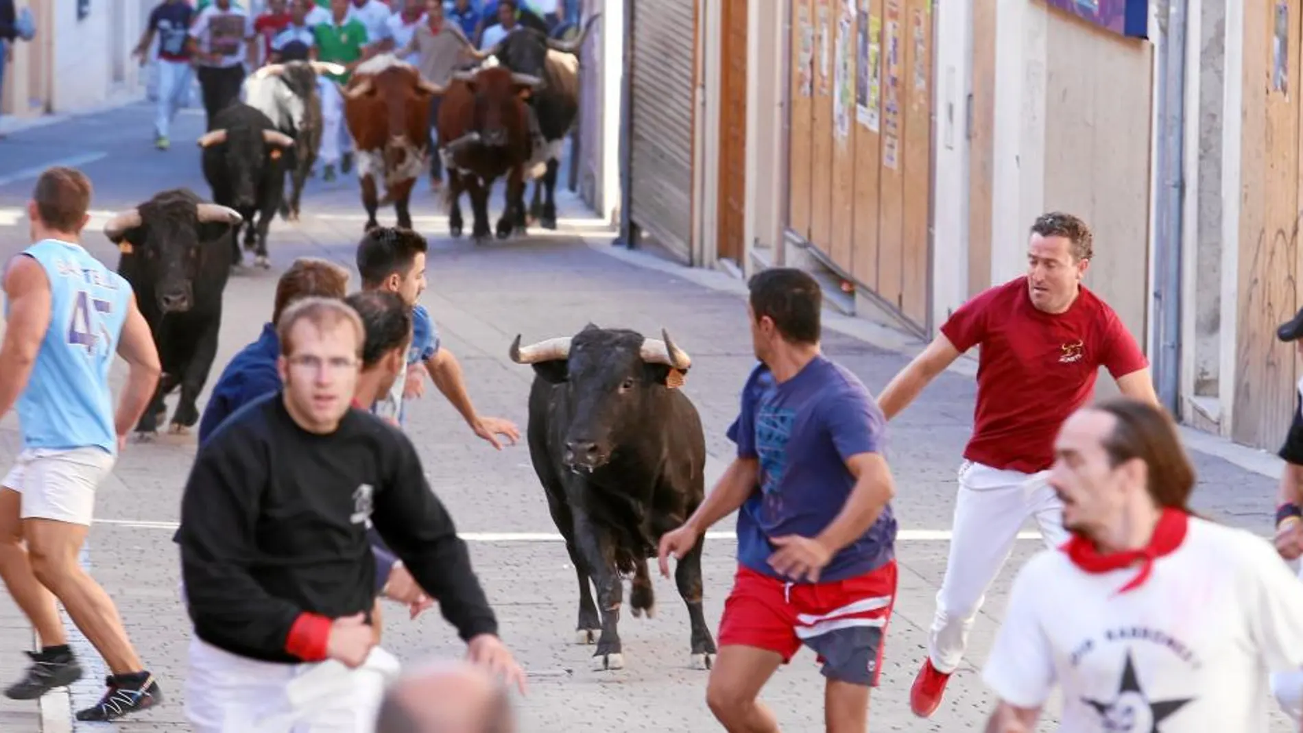 Uno de los toros que se adelantó a la manada durante el recorrido urbano por las calles de Cuéllar posibilitó bonitas carrereas de los participantes