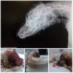 Buscan al dueño de un perro por dispararle en la cara y tirarlo a la basura