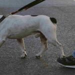 Un viandante cruza con su perro la madrileña Gran Vía.