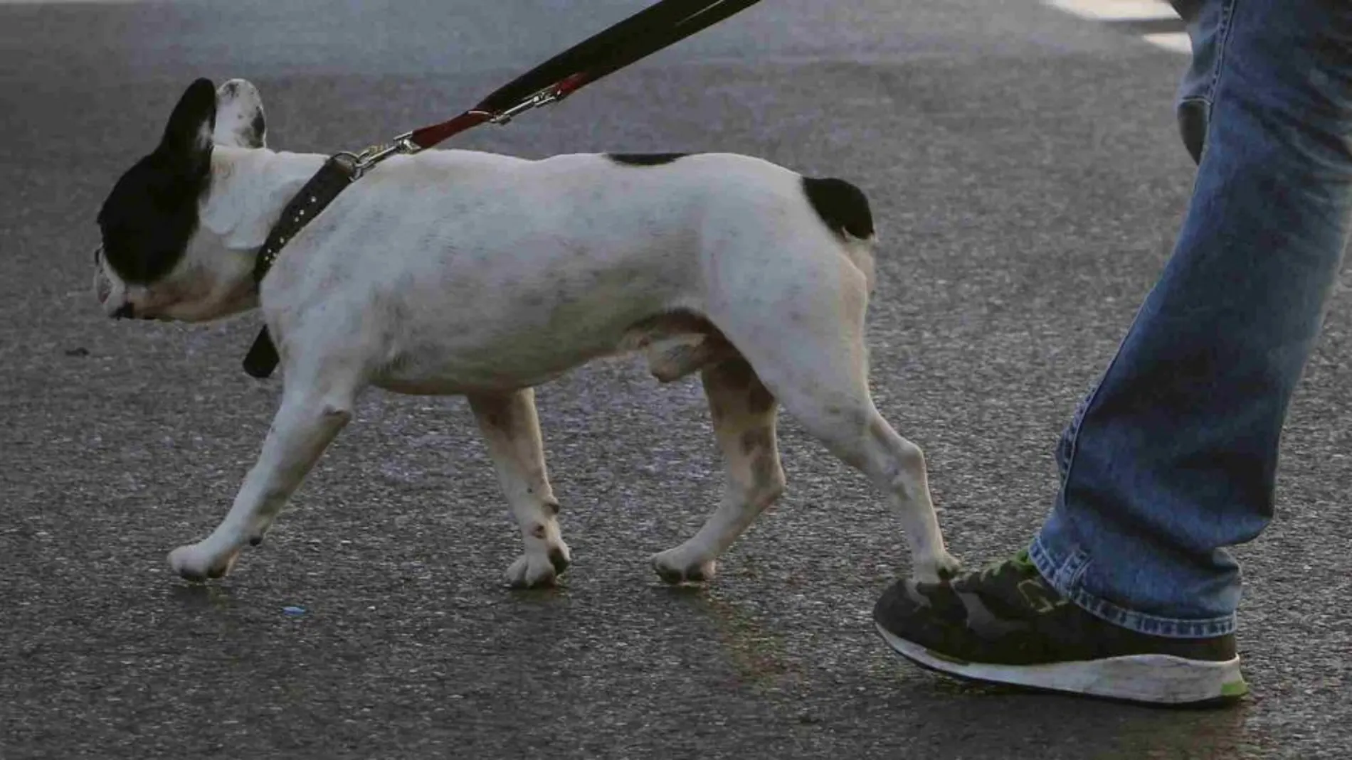 Un viandante cruza con su perro la madrileña Gran Vía.