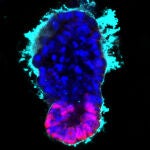 Embrión modelado con células madre a las 96 horas (tejido embrionario (magenta) y extra-embrionario (azul) con matriz extracelular circundante (cian)