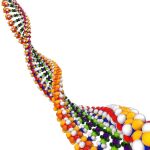 Los investigadores estiman que los humanos podrían tener 19.000 genes codificantes, 3.000 menos que la cifra que manejan las principales bases de datos que existen del genoma humano