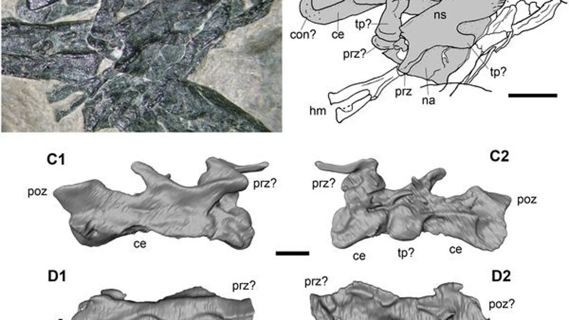 Los restos de Langobardisaurus pandolfii hallados por los científicos