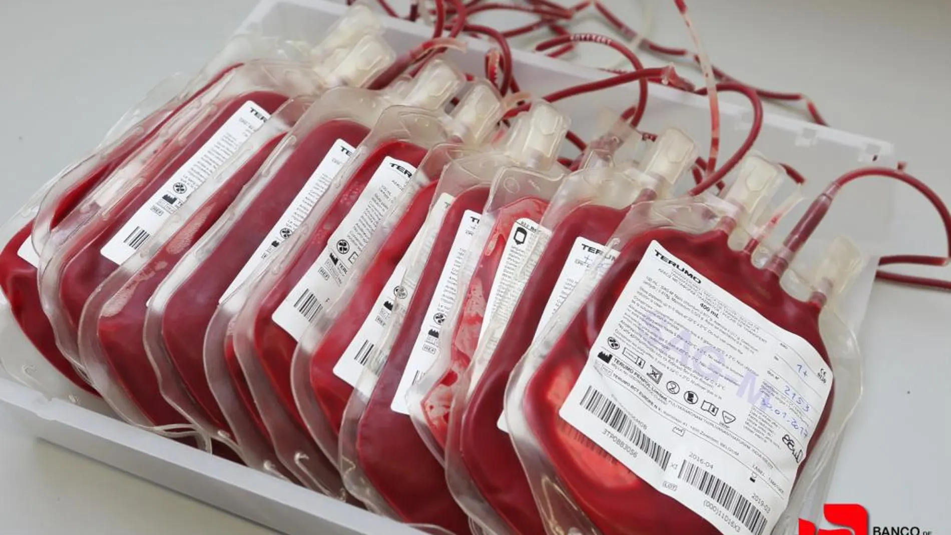 El Banco de Sangre Animal recibe unas 120 donaciones al mes