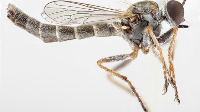 La nueva especie de mosca asesina, Trichoura pardeos
