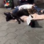 La Policía de Madrid ha intervenido más de 15 animales en los últimos meses/Foto y vídeo: Atlas