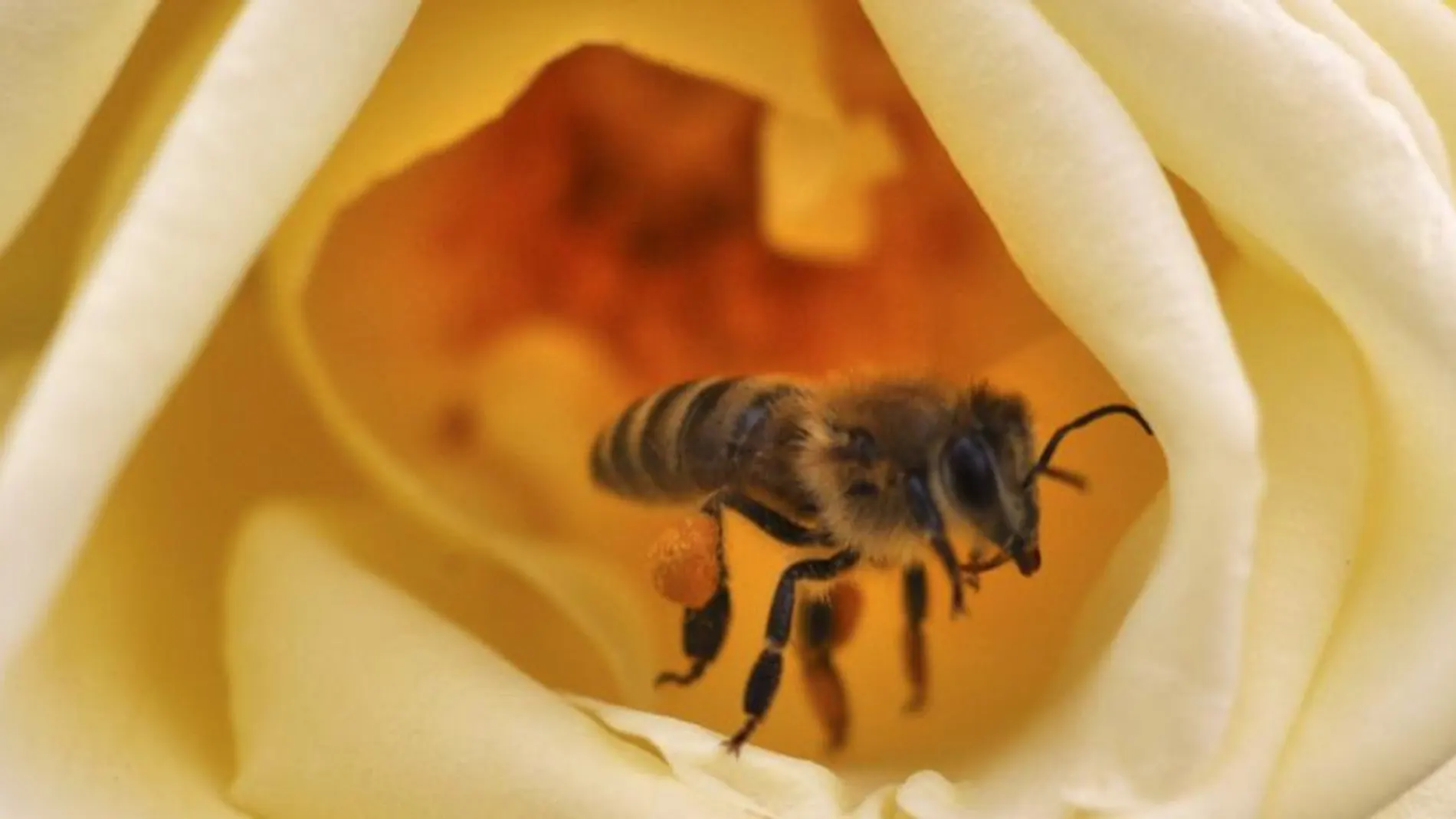 Las reacciones alérgicas graves por picaduras de avispas y abejas aumentan en los últimos años