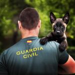 El Senado ratifica el Convenio europeo que prohíbe cortar el rabo a los perros