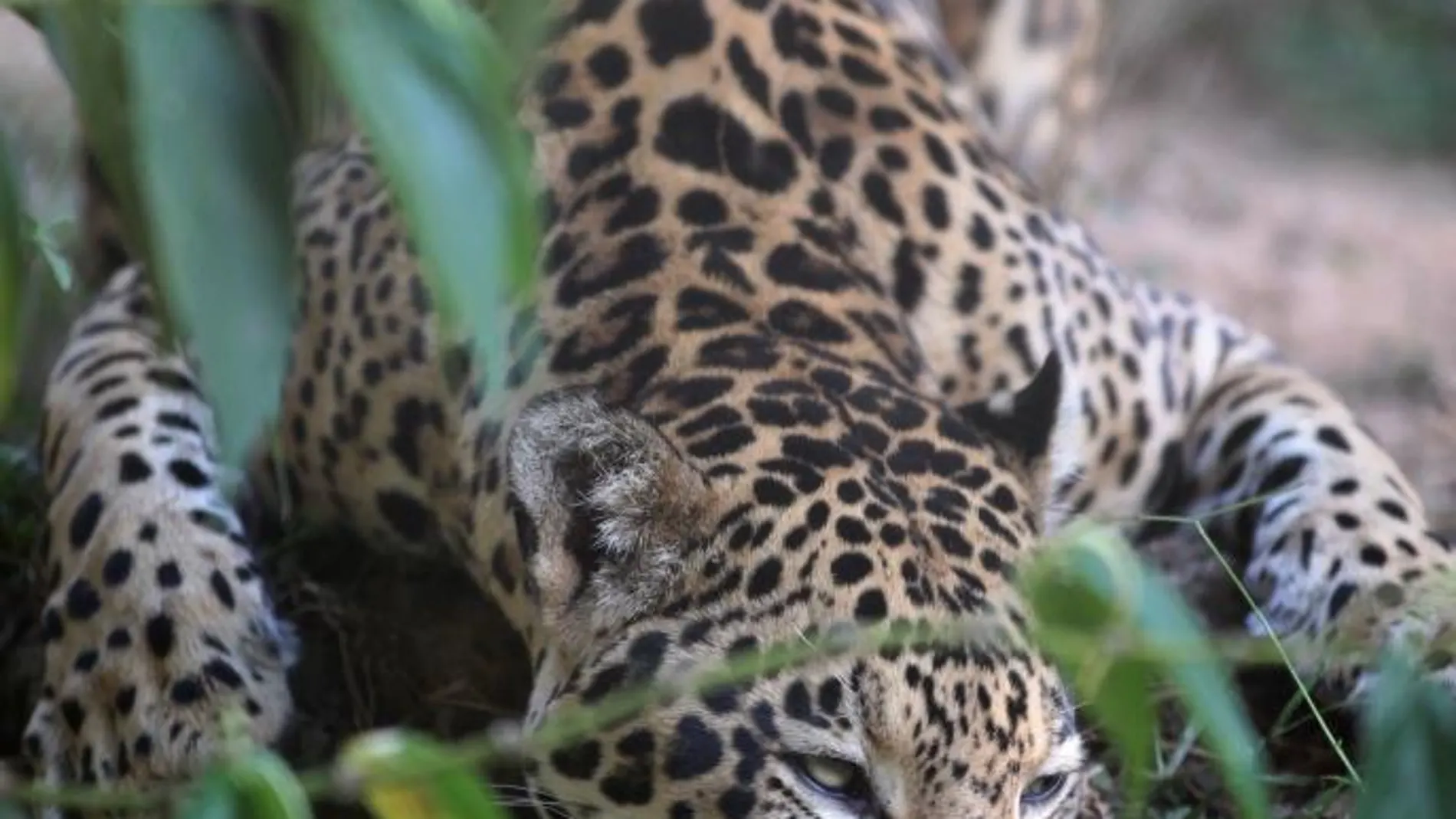 Un jaguar fotografiado en Brasil