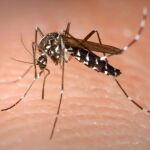El mosquito tigre, en la lista de las cien peores especies invasivas