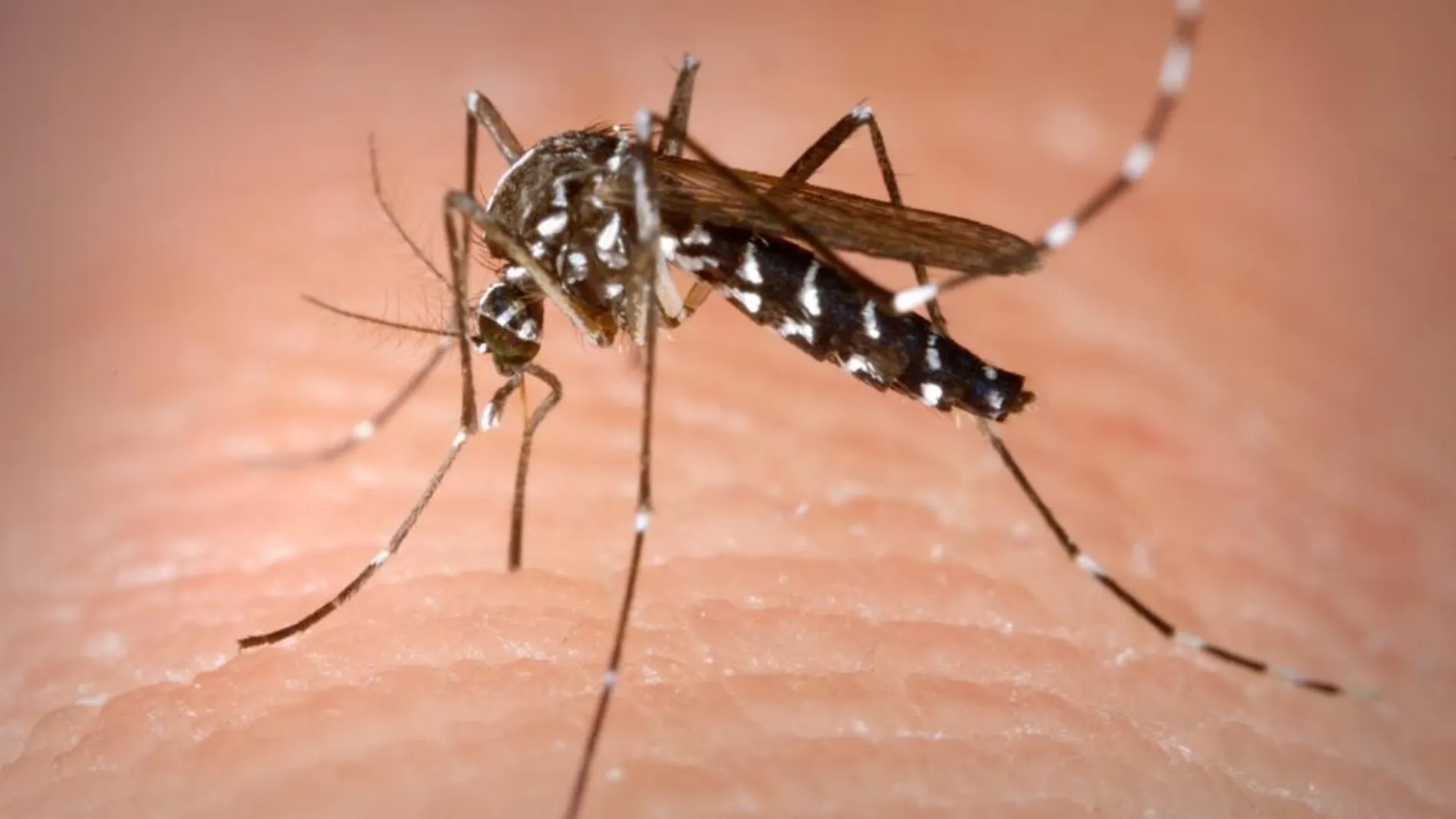 El mosquito tigre, en la lista de las cien peores especies invasivas