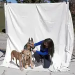  #sacrificiocero: El 20% de los perros adoptados son devueltos