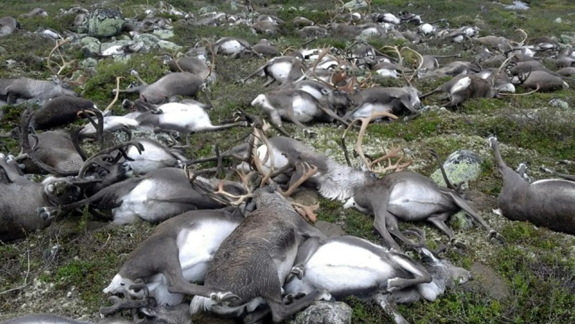Algunos de los renos muertos por los rayos
