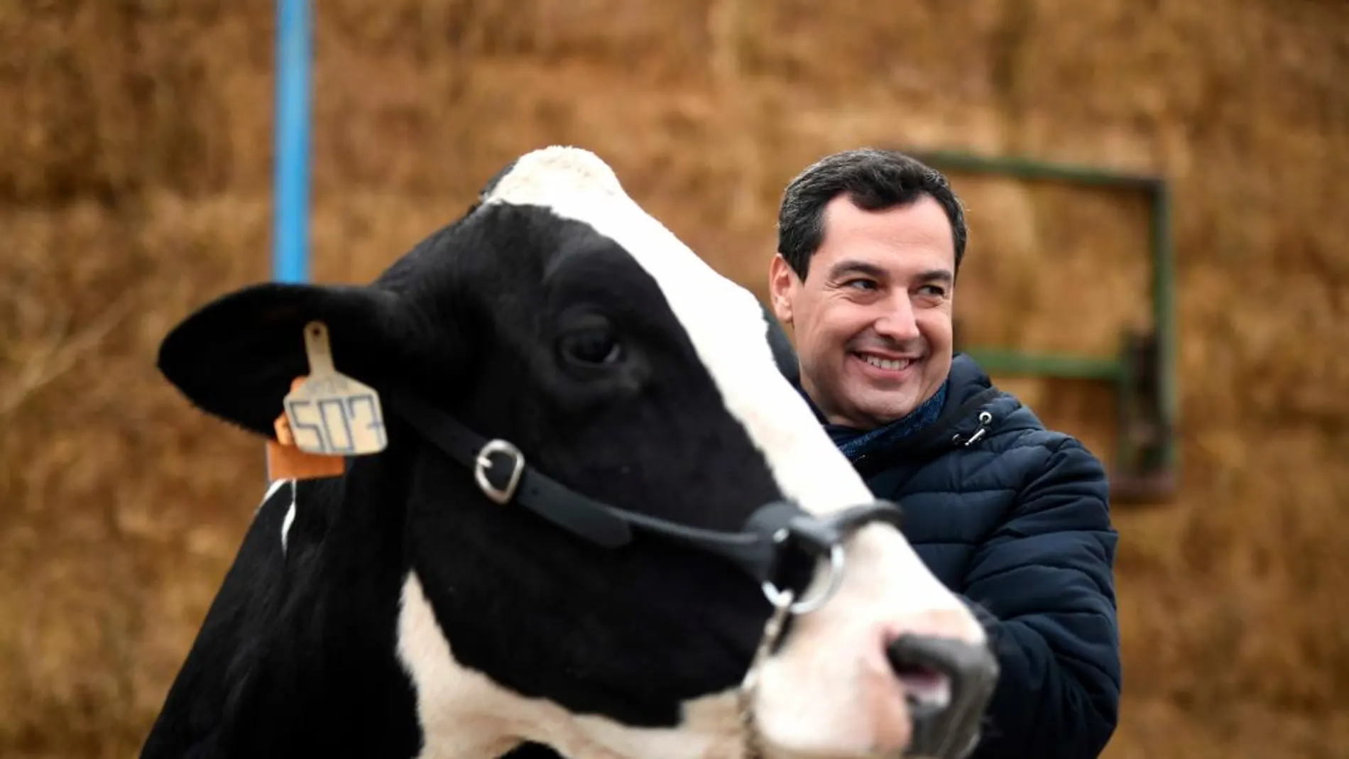 El líder del PP, Juanma Moreno, visitó ayer una granja vaquera en Añora, Córdoba / Foto: Efe