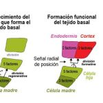 Esquema del establecimiento del linaje y la formación del tejido basal