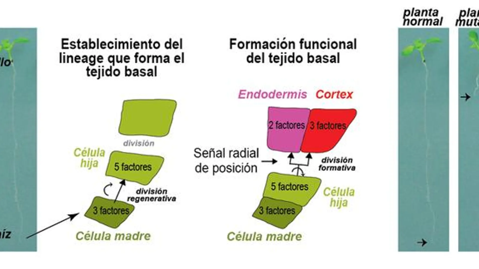Esquema del establecimiento del linaje y la formación del tejido basal
