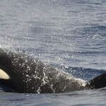 La conmovedora historia de la orca que acompañó nadando 17 días a su cría muerta