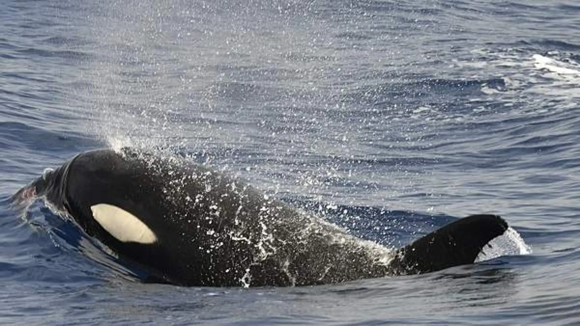 La conmovedora historia de la orca que acompañó nadando 17 días a su cría muerta
