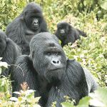 No hay que olvidar que los gorilas son una especie en peligro de extinción