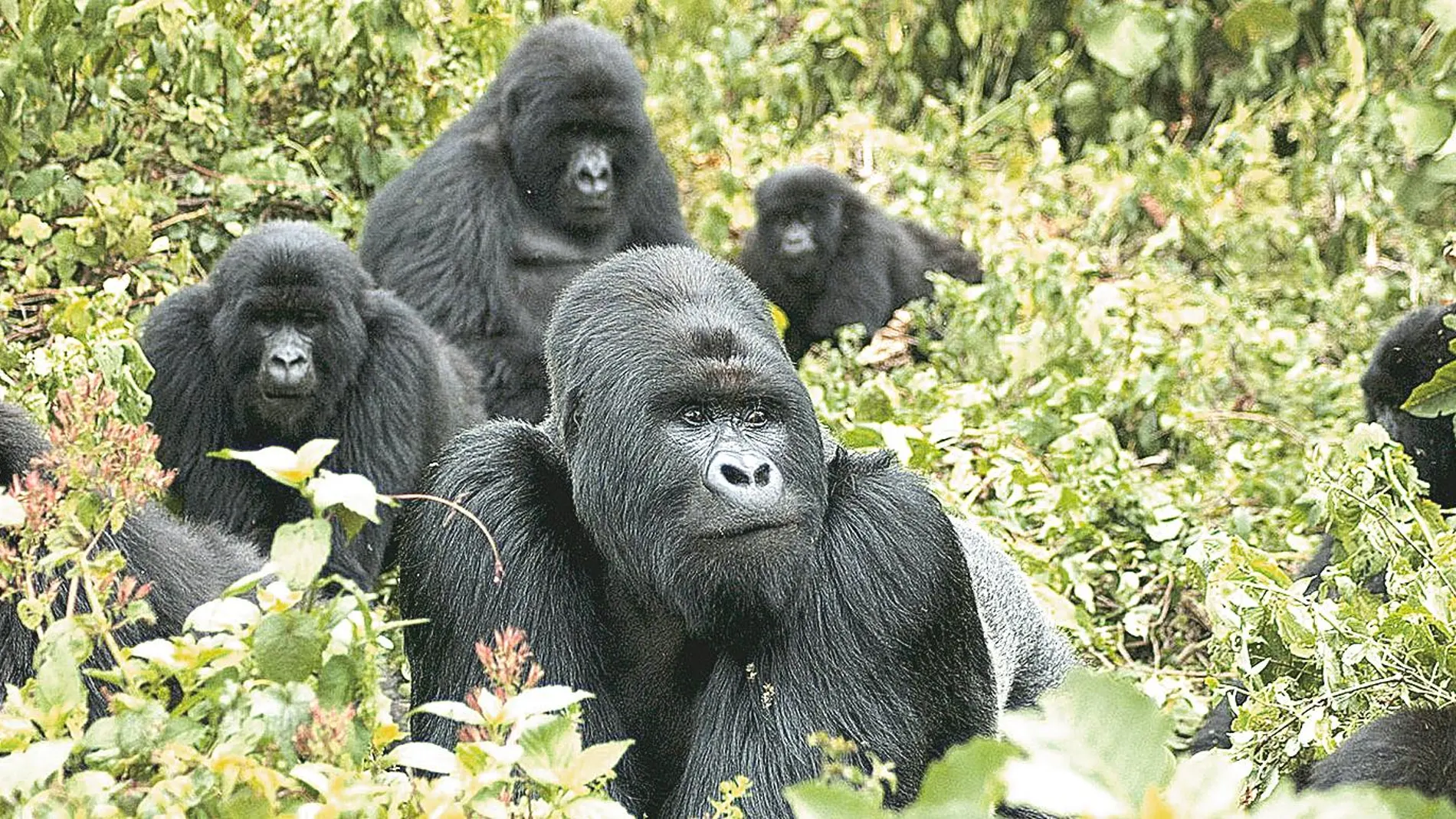 No hay que olvidar que los gorilas son una especie en peligro de extinción