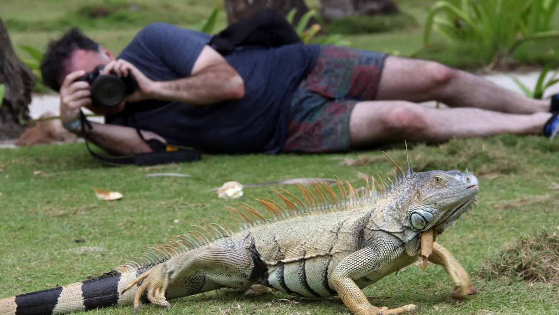 Fotografía tomada el viernes 11 de septiembre de 2015 de un turistas y una iguana de San Andrés (Colombia)