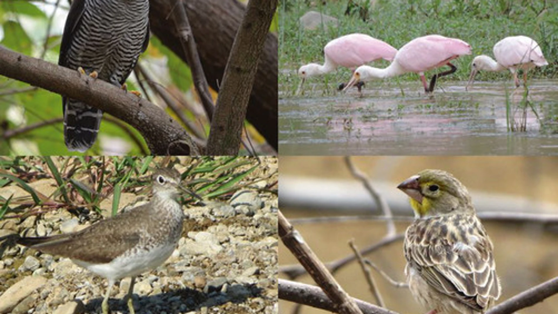 Las cuatro nuevas especies de aves: el búho blanquinegro, la cuchareta rosada, andarrios solitario, y el pinzón sabanero golisulfúreo