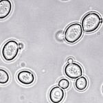 Los científicos han introducido genes de hongos en una célula de levadura.