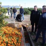 El presidente visitó los campos de naranjos dañados por los efectos del último temporal en la localidad valenciana de Faura, en el Camp de Morvedre