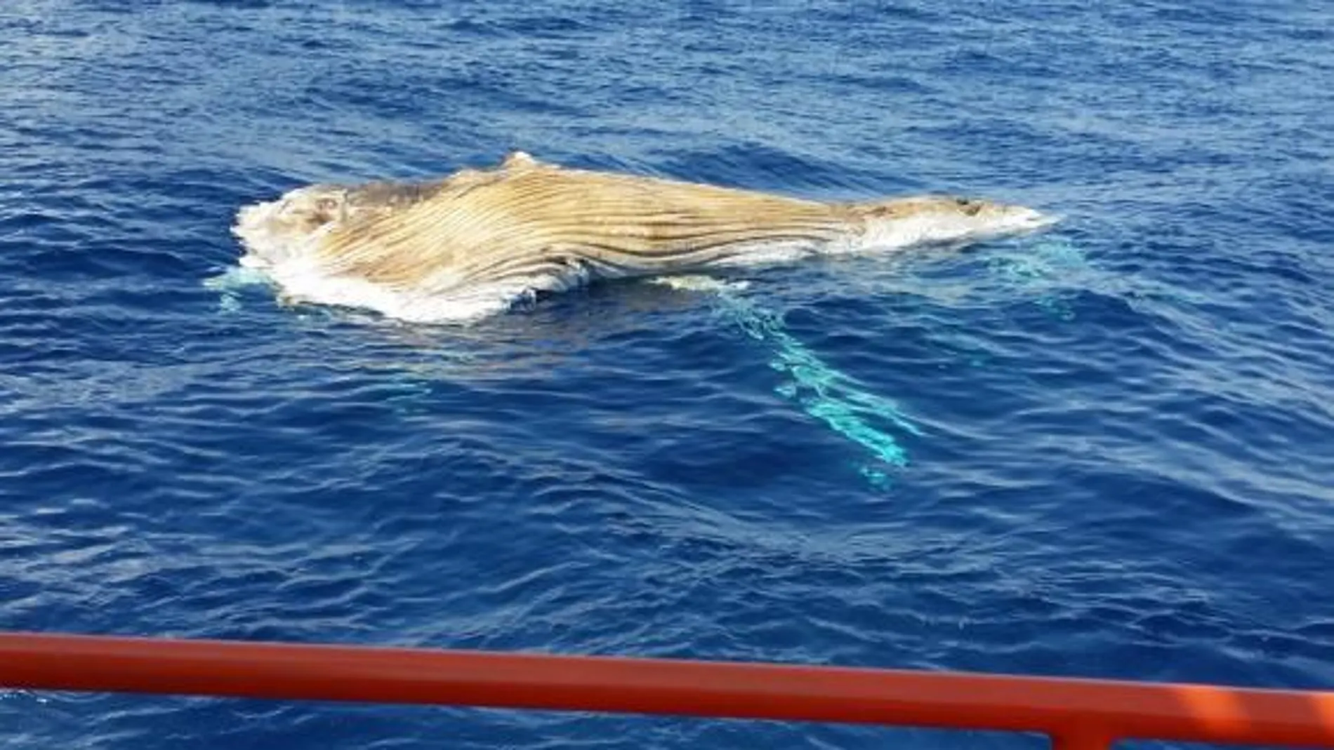 Aparece muerta una ballena de más de 10 metros flotando en Tarragona