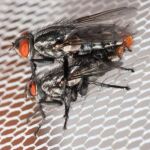 Machos y hembras de la mosca Emblemasoma erro son atraídos por los sonidos que emite la cigarra Neotibicen dorsatus para reproducirse