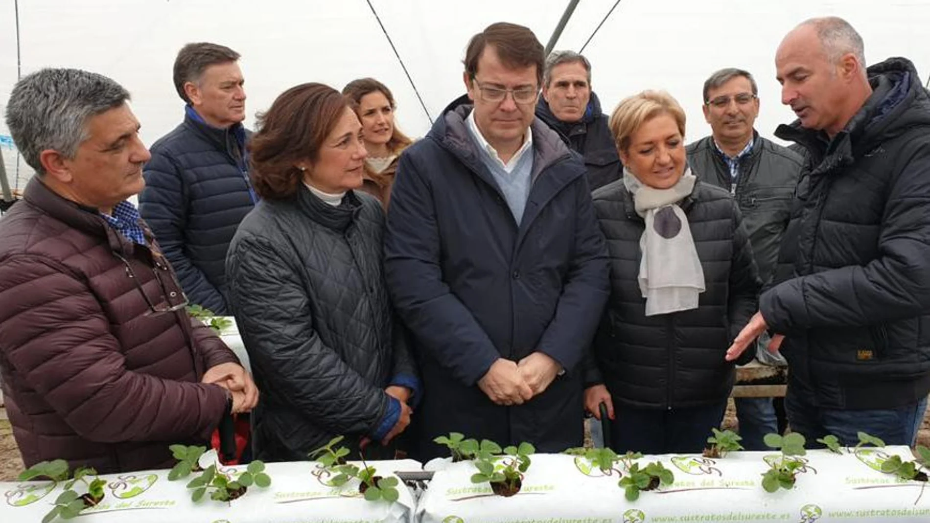 El presidente del PP de Castilla y León y candidato a la Junta, Alfonso Fernández Mañueco, visita un vivero de fresa y frambuesa en Chañe, acompañado de las candidatas del PP de Segovia al Congreso y Senado, Beatriz Escudero y Paloma Sanz, y el secretario general regional de la formación, Francisco Vázquez, entre otros