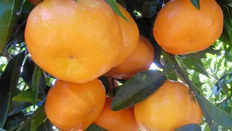 Parte del sector agrario ha mostrado su preocupación por el hecho de que la consellera del ramo se interese demasiado por este tipo de producción